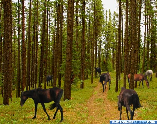 forest horses